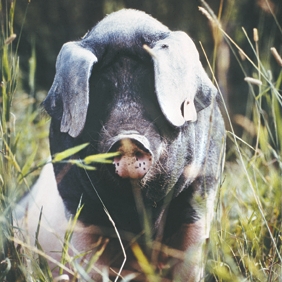 Schwäbisch Hällisches Schwein